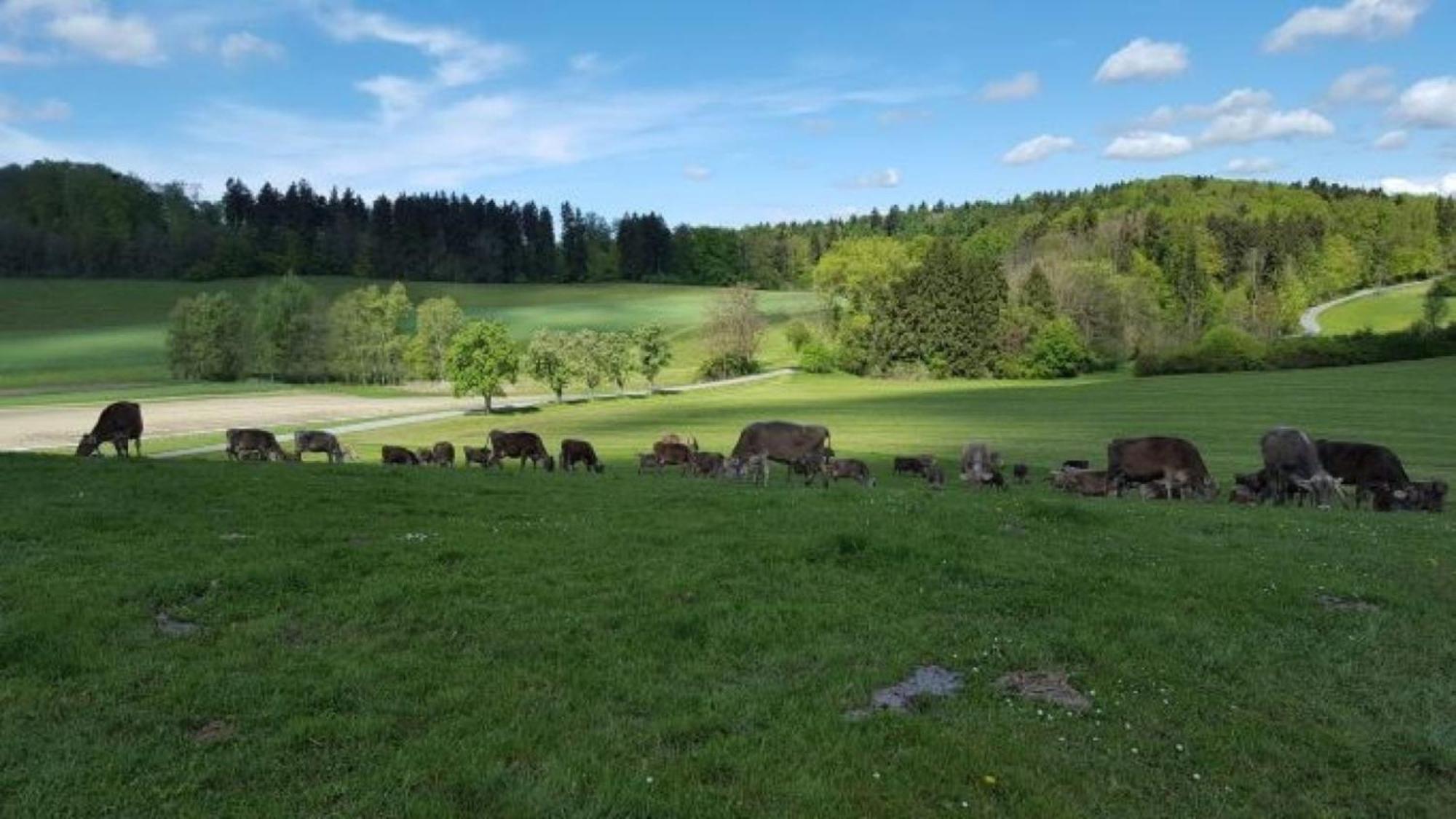Roesslerhof Ferienwohnung Roesslerweiher Schlier Extérieur photo
