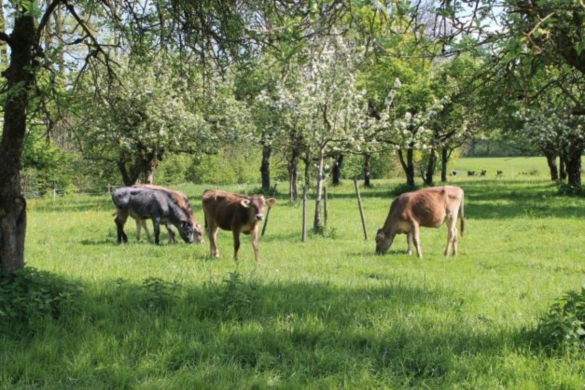 Roesslerhof Ferienwohnung Roesslerweiher Schlier Extérieur photo